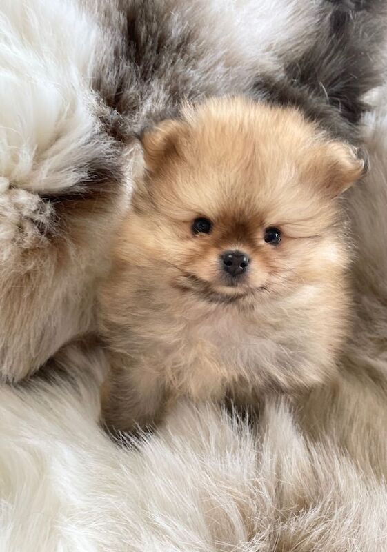 Stunning tiny kc boy puppys available - Image 4 of 4