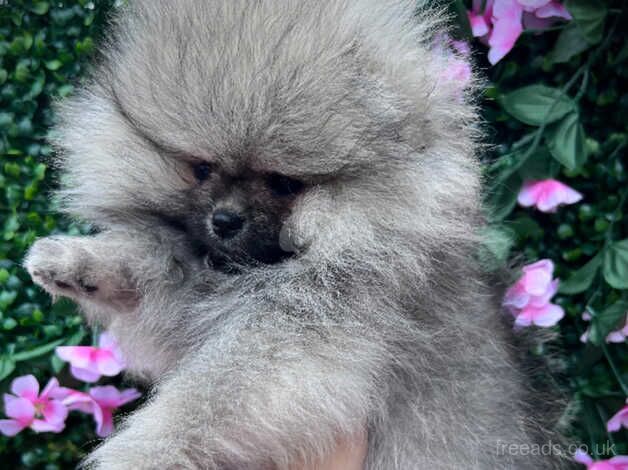Pomeranian puppies for sale in Plymouth, Devon – 1 year old - Image 1 of 5