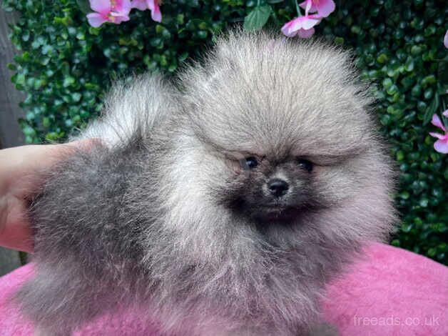 Pomeranian puppies for sale in Plymouth, Devon – 1 year old - Image 2 of 5