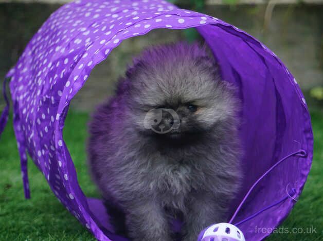 Pomeranian puppies for sale in Plymouth, Devon – 1 year old - Image 3 of 5