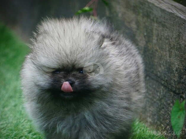 Pomeranian puppies for sale in Plymouth, Devon – 1 year old - Image 4 of 5