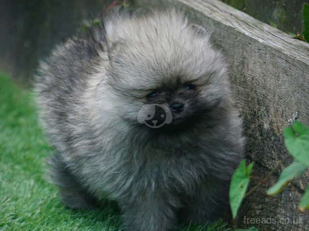 Pomeranian puppies for sale in Plymouth, Devon – 1 year old - Image 5 of 5