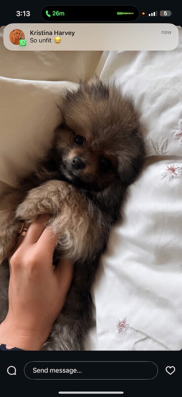 Pomeranian puppies for sale in Hailsham, East Sussex – 8 weeks old