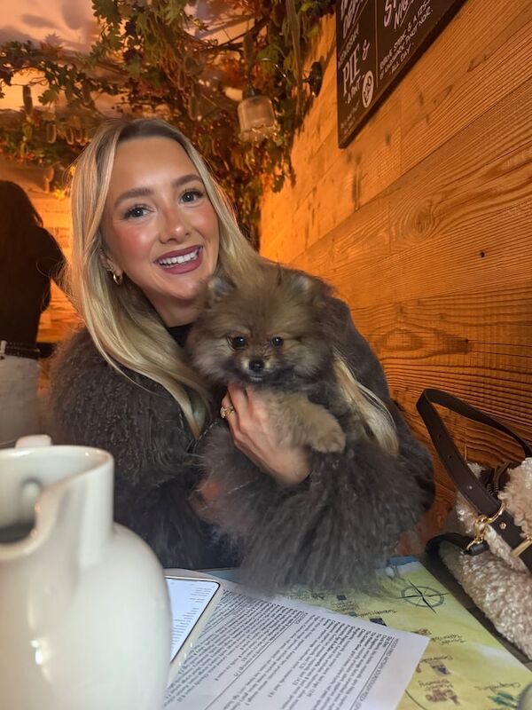 Stunning xxs Pomeranian baby boy - Image 2 of 4