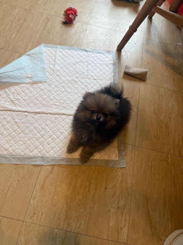Stunning xxs Pomeranian baby boy - Image 3 of 4