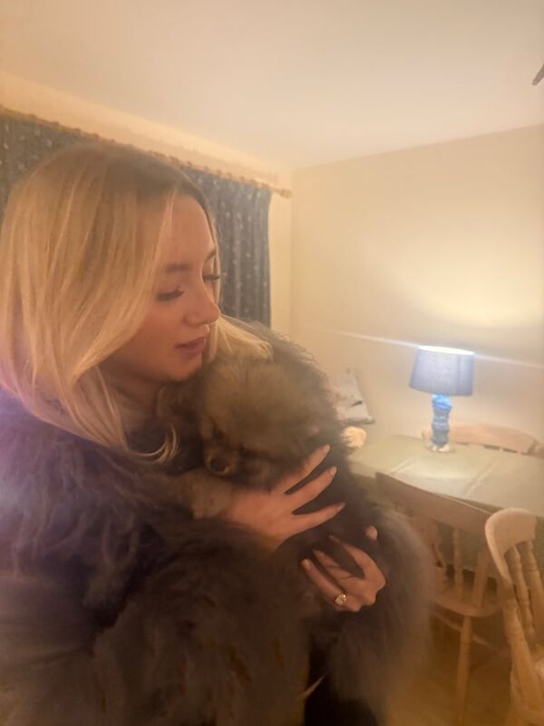 Stunning xxs Pomeranian baby boy - Image 4 of 4