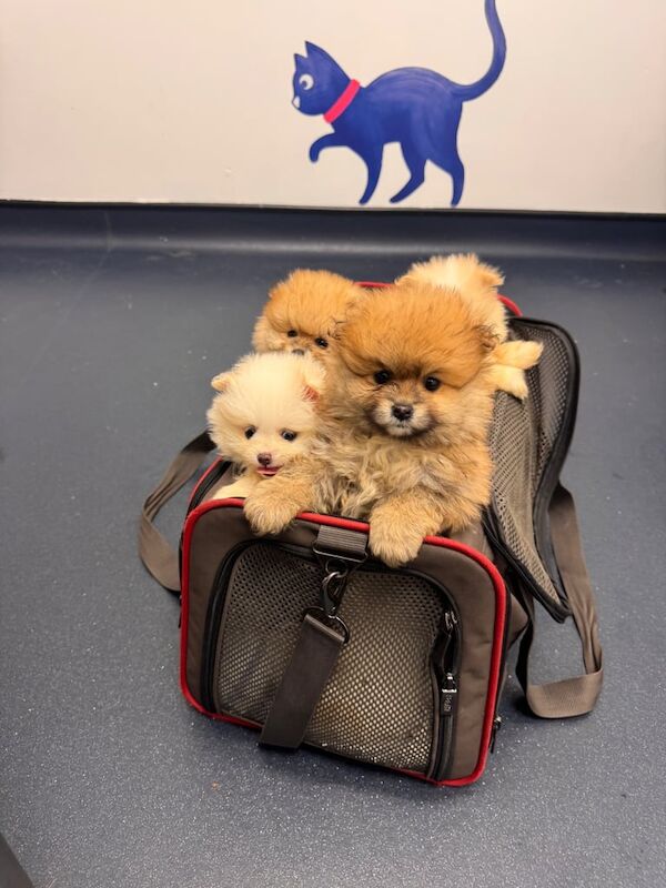 Stunning xxs Pomeranian puppy , tiny boy & girl for sale in Kingston Hill, Greater London