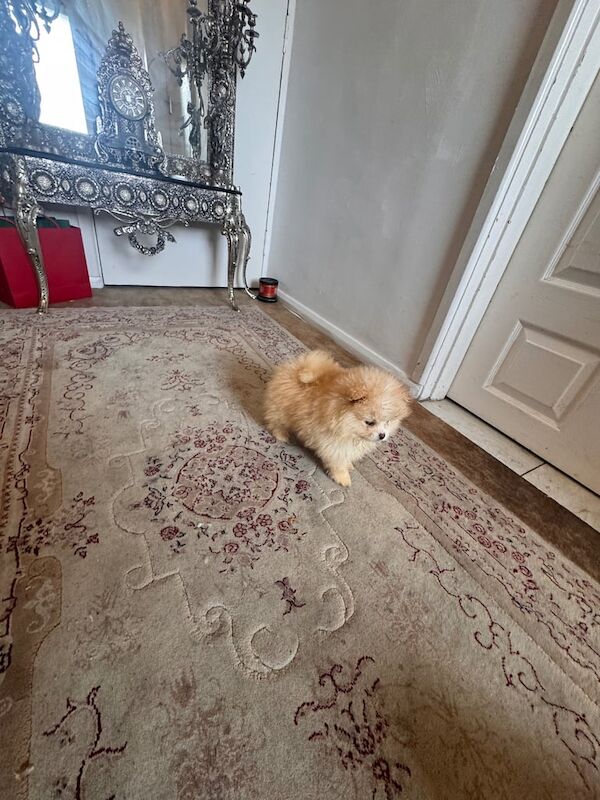Stunning xxs Pomeranian puppy , tiny boy & girl for sale in Kingston Hill, Greater London | Image 2