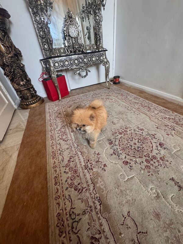 Stunning xxs Pomeranian puppy , tiny boy & girl for sale in Kingston Hill, Greater London | Image 3