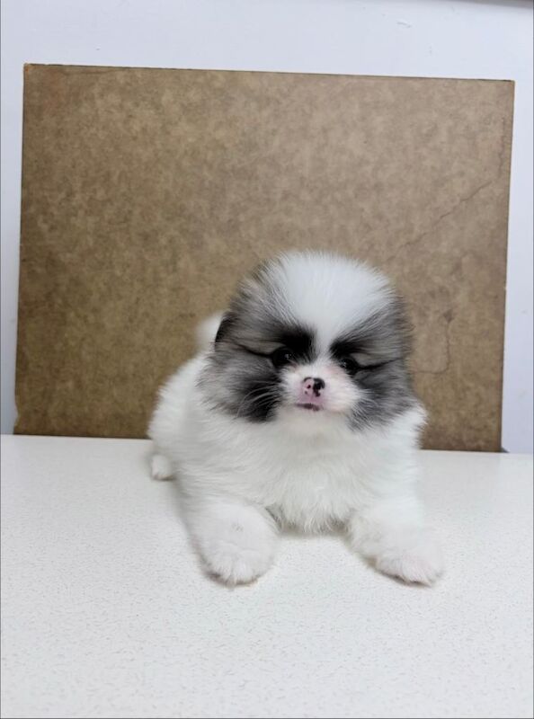 Super Cute Pomeranian