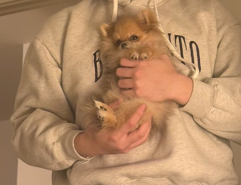 Pomeranian puppies for sale in London – 4 months old