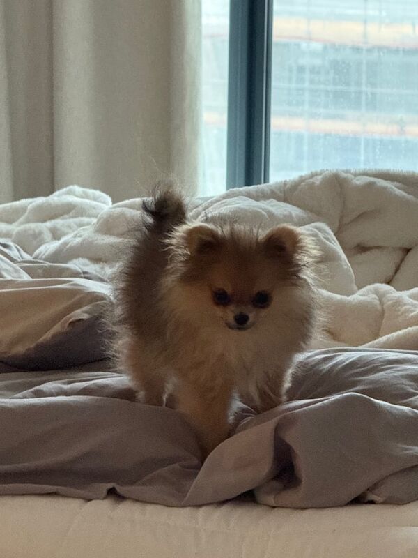 Pomeranian puppies for sale in London – 4 months old - Image 2 of 3