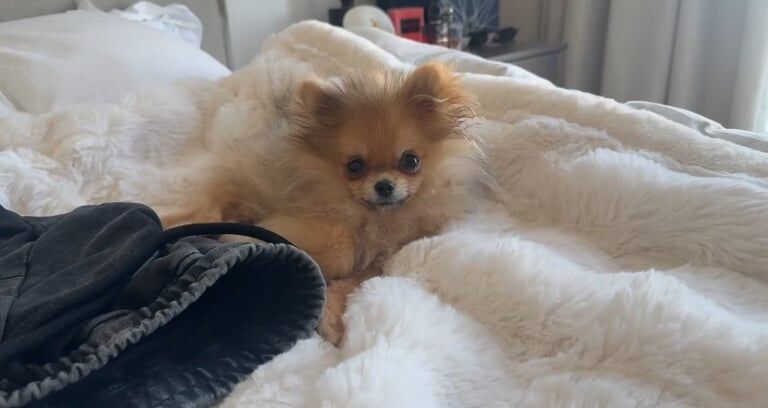 Pomeranian puppies for sale in London – 4 months old - Image 3 of 3