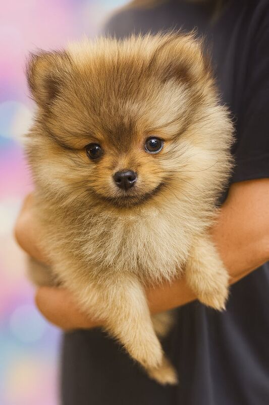 Pomeranian puppies for sale in Middlesbrough, North Yorkshire – 11 weeks old