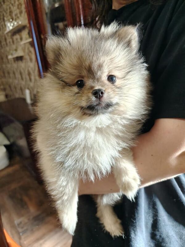 Pomeranian puppies for sale in Middlesbrough, North Yorkshire – 11 weeks old - Image 3 of 3