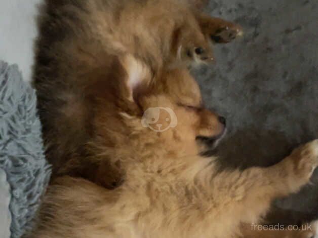 Pomeranian puppies for sale in Sheffield, South Yorkshire – 1 year old - Image 4 of 5