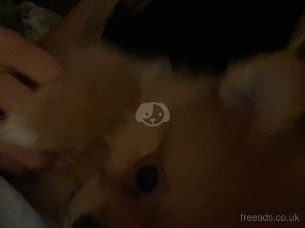 Pomeranian puppies for sale in Sheffield, South Yorkshire – 1 year old - Image 5 of 5