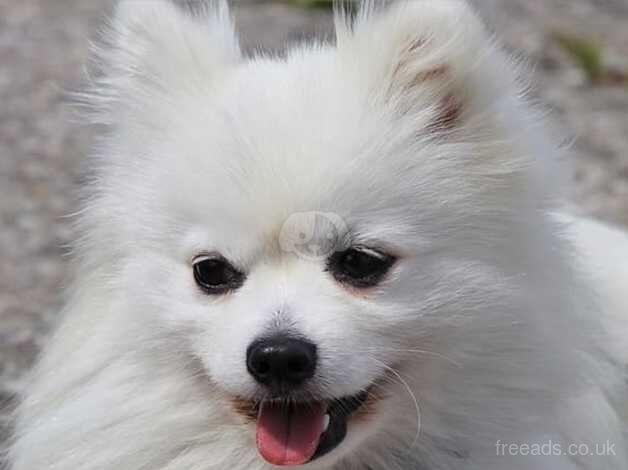 Pomeranian puppies for sale in Spalding, Lincolnshire – KC registered, 1 year old - Image 3 of 5