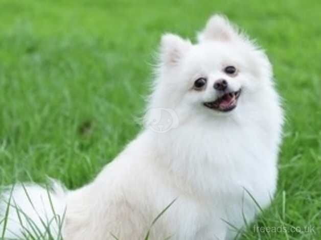 Pomeranian puppies for sale in Spalding, Lincolnshire – KC registered, 1 year old - Image 4 of 5