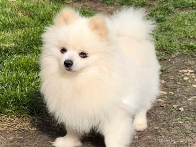 Pomeranian puppies for sale in Spalding, Lincolnshire – KC registered, 1 year old - Image 5 of 5