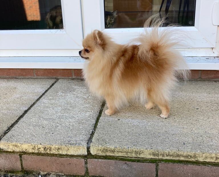 Tea cup Pom - Image 2 of 4