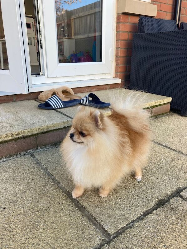 Tea cup Pom - Image 3 of 4