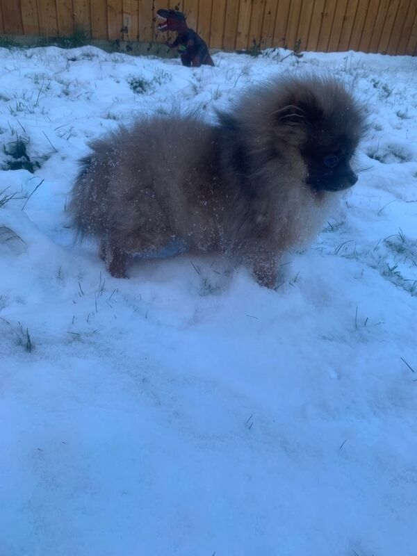 Pomeranian puppies for sale in Brierley Hill, West Midlands – 6 months old - Image 2 of 6