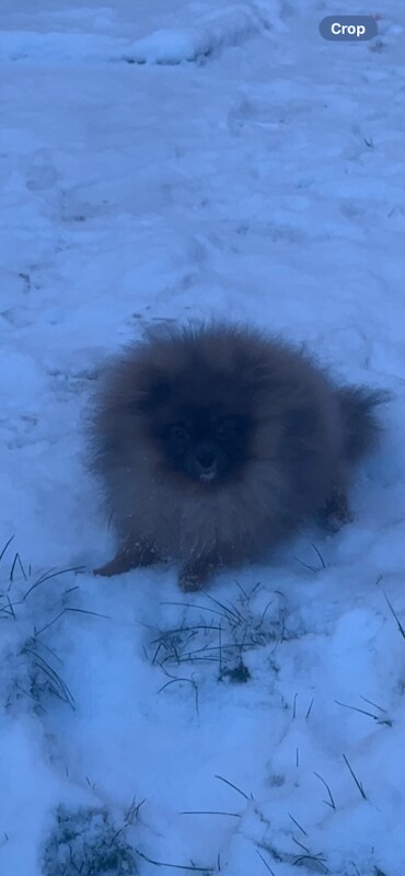 Pomeranian puppies for sale in Brierley Hill, West Midlands – 6 months old - Image 4 of 6