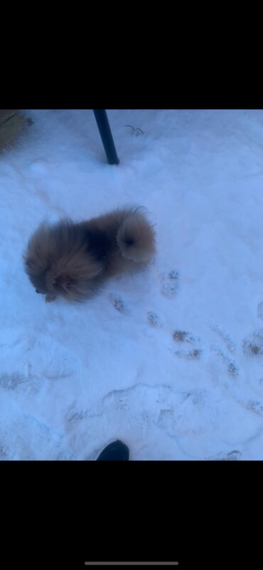 Pomeranian puppies for sale in Brierley Hill, West Midlands – 6 months old - Image 5 of 6