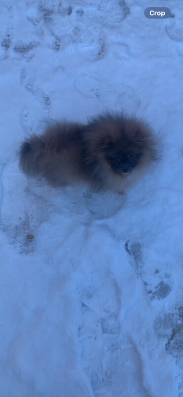 Pomeranian puppies for sale in Brierley Hill, West Midlands – 6 months old - Image 6 of 6