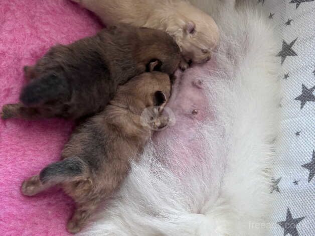 Pomeranian puppies for sale in Chichester, West Sussex – 9 months old - Image 1 of 5