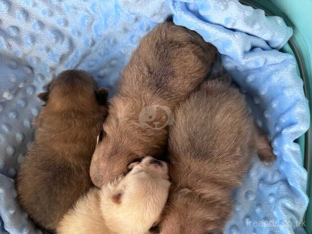 Pomeranian puppies for sale in Chichester, West Sussex – 9 months old - Image 2 of 5