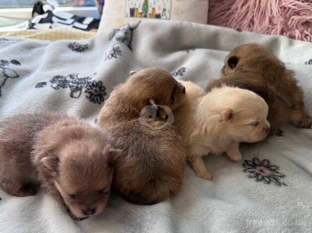 Pomeranian puppies for sale in Chichester, West Sussex – 9 months old - Image 4 of 5
