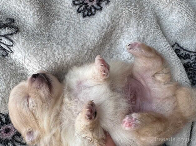 Pomeranian puppies for sale in Chichester, West Sussex – 9 months old - Image 5 of 5