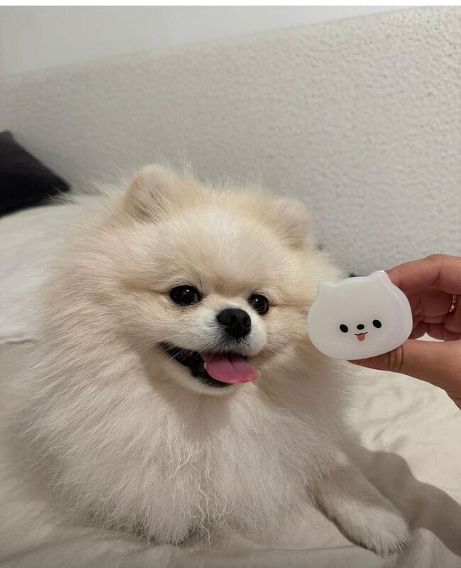 Pomeranian puppies for sale in Hornsey, Greater London – KC registered, 1 year old - Image 2 of 3