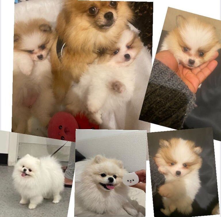 Pomeranian puppies for sale in Hornsey, Greater London – KC registered, 1 year old - Image 3 of 3