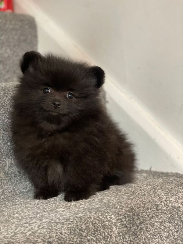 Pomeranian puppies for sale in Rotherham, South Yorkshire – 1 year old - Image 1 of 3