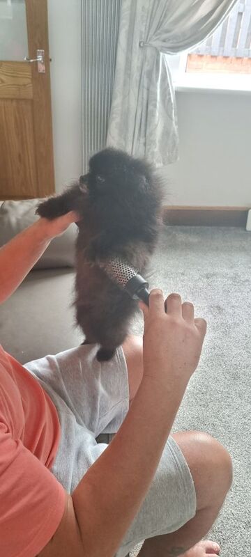 Pomeranian puppies for sale in Rotherham, South Yorkshire – 1 year old - Image 2 of 3