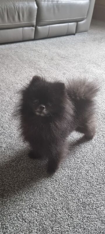 Pomeranian puppies for sale in Rotherham, South Yorkshire – 1 year old - Image 3 of 3