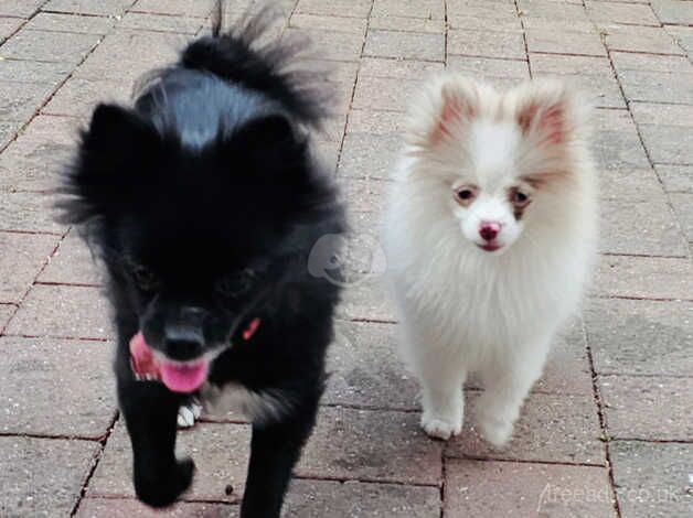 Pomeranian puppies for sale in Lincoln, Lincolnshire – 1 year old - Image 4 of 5