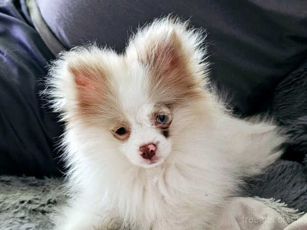 Pomeranian puppies for sale in Lincoln, Lincolnshire – 1 year old - Image 5 of 5