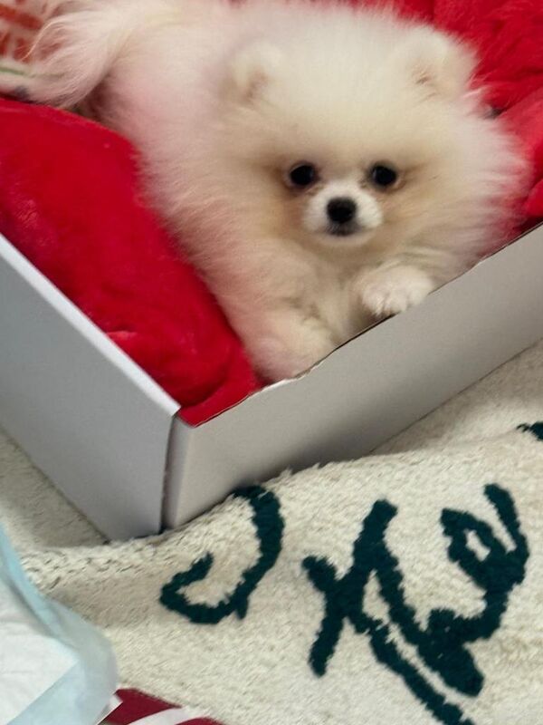 Pomeranian puppies for sale in Winterbourne, Berkshire – 3 months old