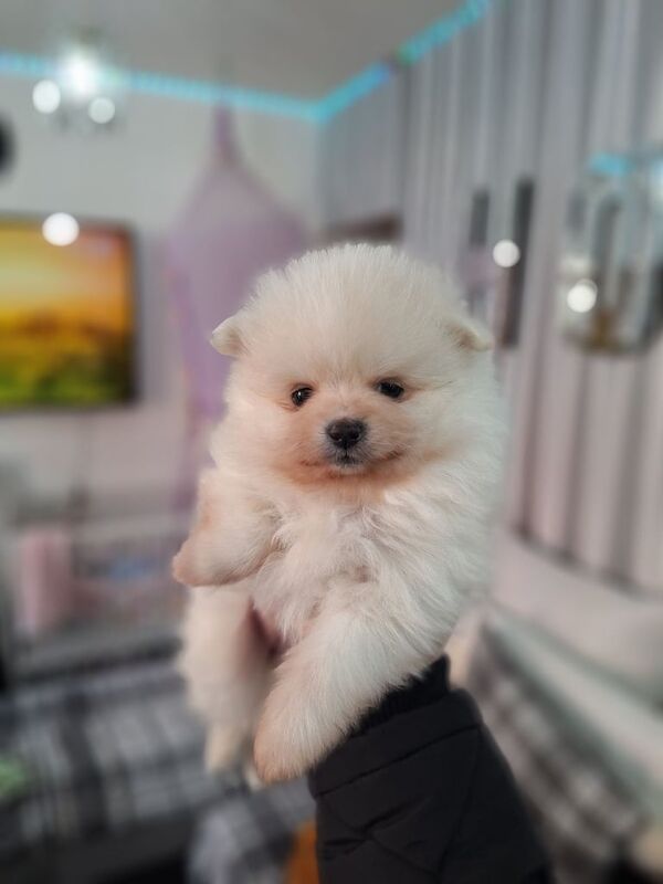 Teddy bear pomeranian puppies 2 boy left for sale in Leicester, Leicestershire - Image 3