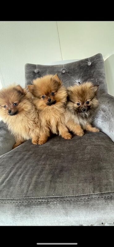 Teddy Bear Pomeranian Puppies Ready Now For Sale in Pilgrims Hatch Essex