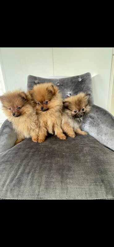 Pomeranian puppies for sale in Pilgrims' Hatch, Essex – 1 year old - Image 2 of 3