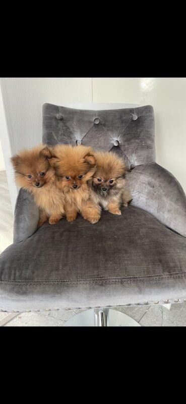 Pomeranian puppies for sale in Pilgrims' Hatch, Essex – 1 year old - Image 3 of 3