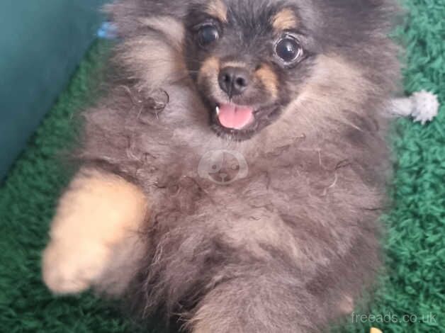 Pomeranian puppies for sale in Harlow, Essex – 1 year old - Image 1 of 5