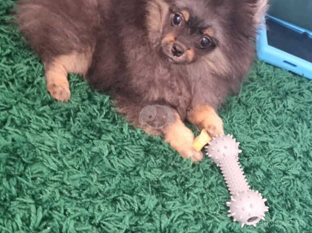 Pomeranian puppies for sale in Harlow, Essex – 1 year old - Image 2 of 5