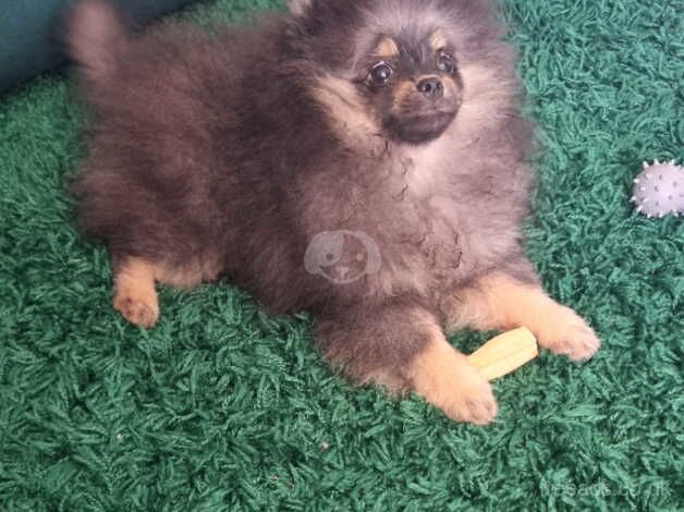 Pomeranian puppies for sale in Harlow, Essex – 1 year old - Image 3 of 5