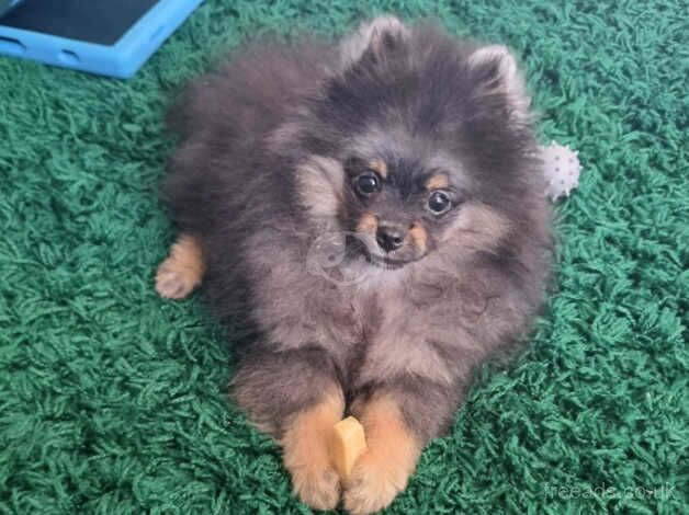 Pomeranian puppies for sale in Harlow, Essex – 1 year old - Image 4 of 5